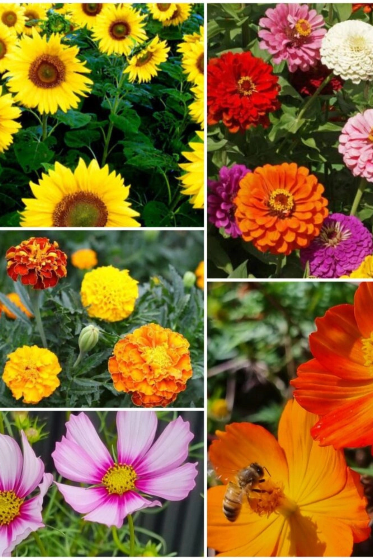 I Love You Mum Wildflower Seeds