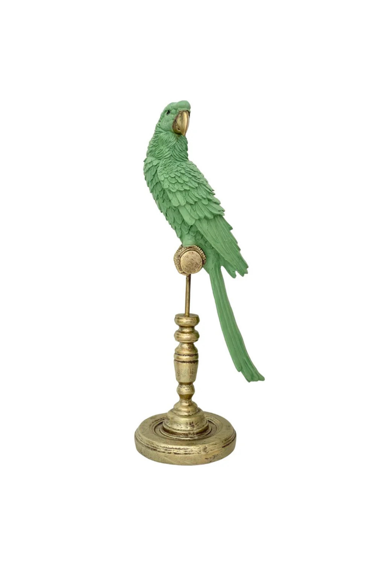 Ornithology Avairy Perroquet Royale