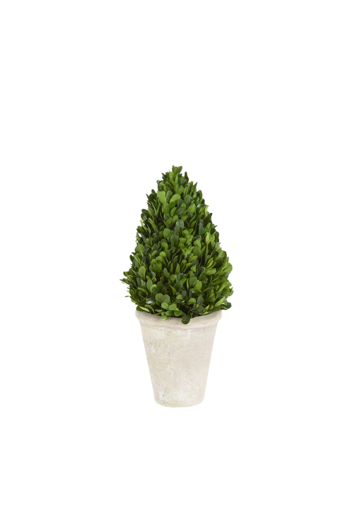 Preserved Boxwood Tree Topiary in Terracotta