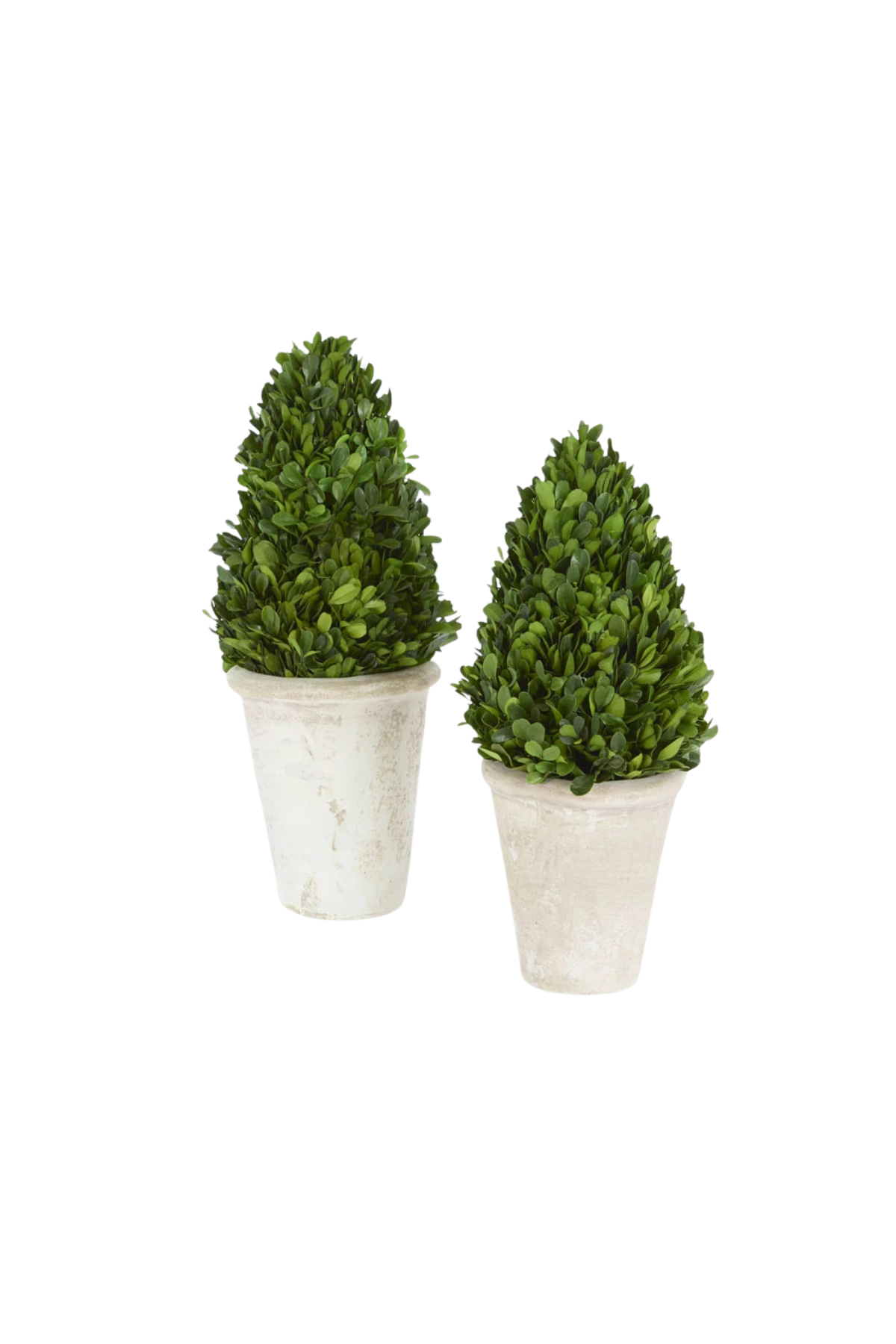 Preserved Boxwood Tree Topiary in Terracotta