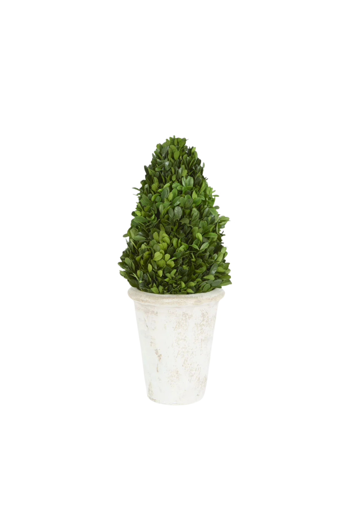 Preserved Boxwood Cone Tree Topiary in Terracotta