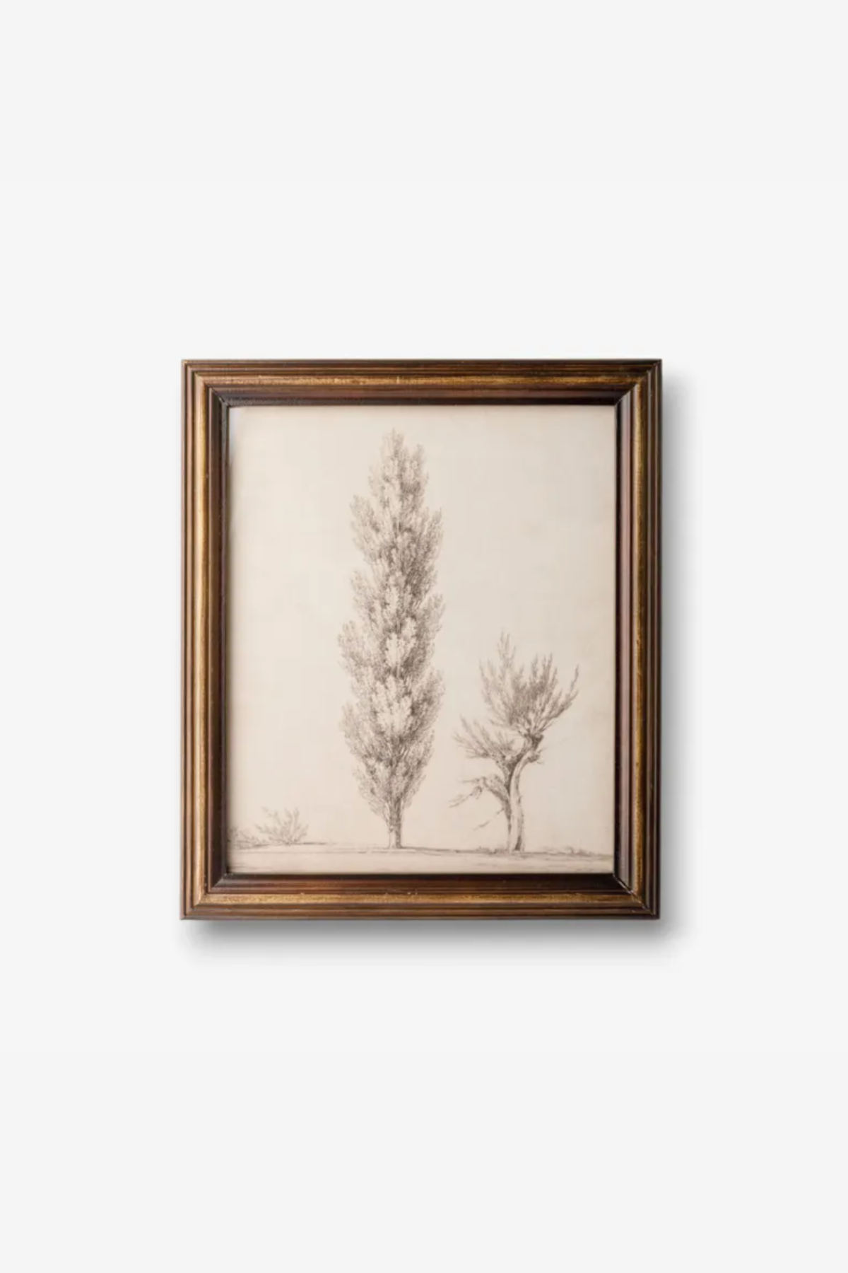 Vintage Poplar Tree Sketch Wall Art
