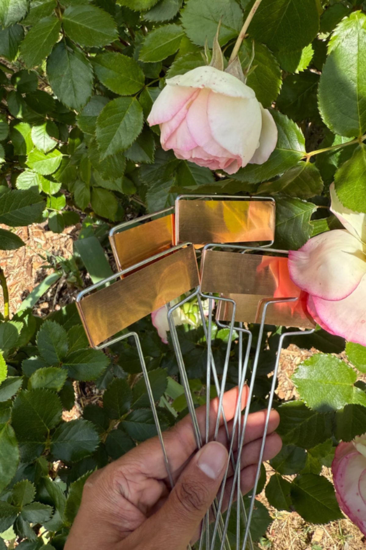 Copper Plant Labels 5pk