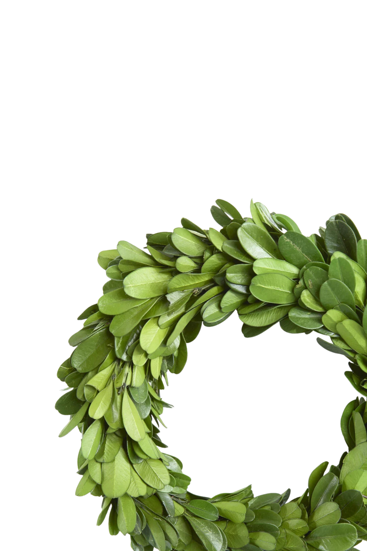 Preserved Boxwood Mini Wreath