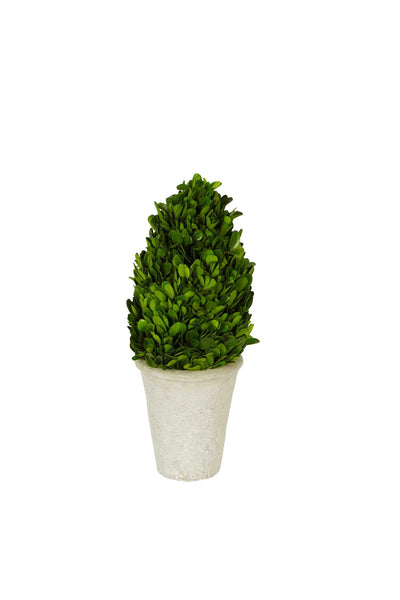 Preserved Boxwood Cone Tree Large